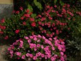 /album/fiori/settembre-1-r-jpg/